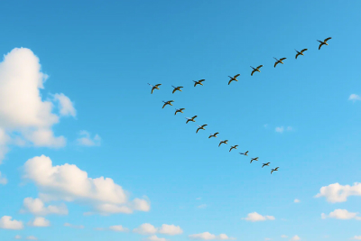 季節の変わり目に、V字の隊列を組んで空を渡る鳥の群れ